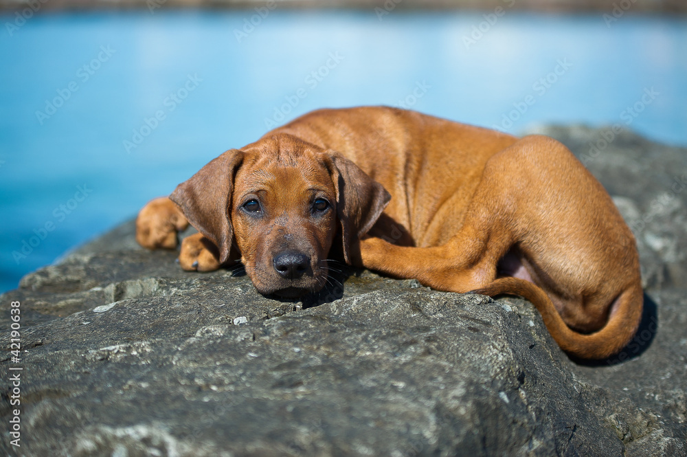 Cute rhodesian ridgeback puppy at the sea Cute rhodesian ridgeback puppy at the sea