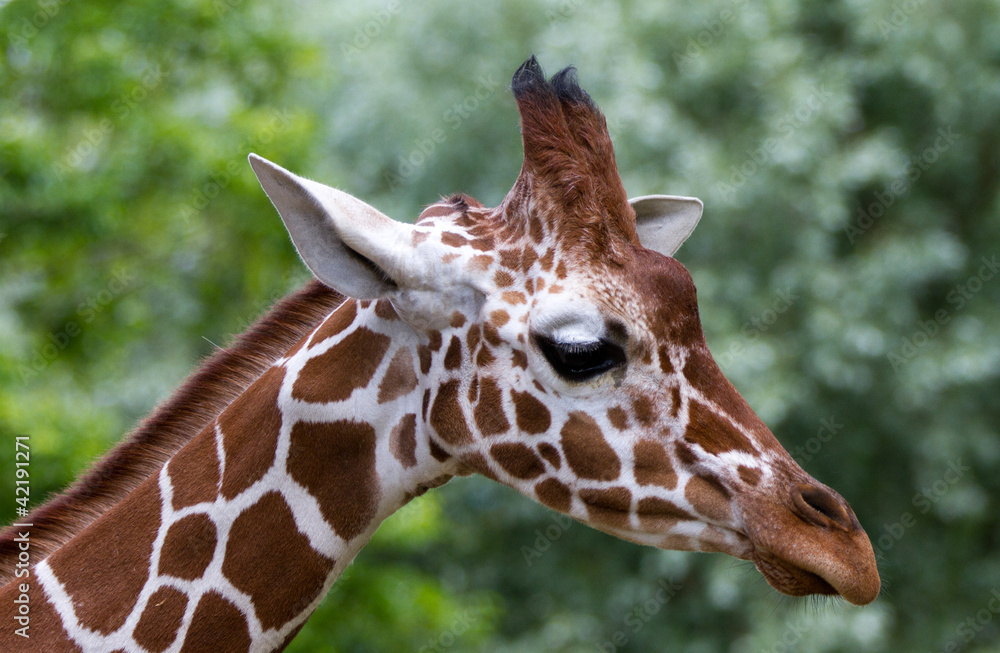 Obraz premium giraffe