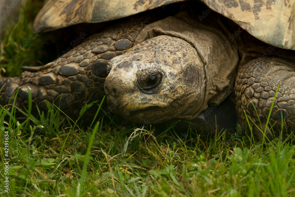 turtle turtle