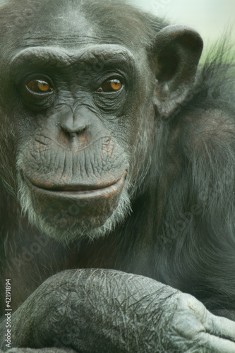 Obraz na plátne chimpanzee portrait