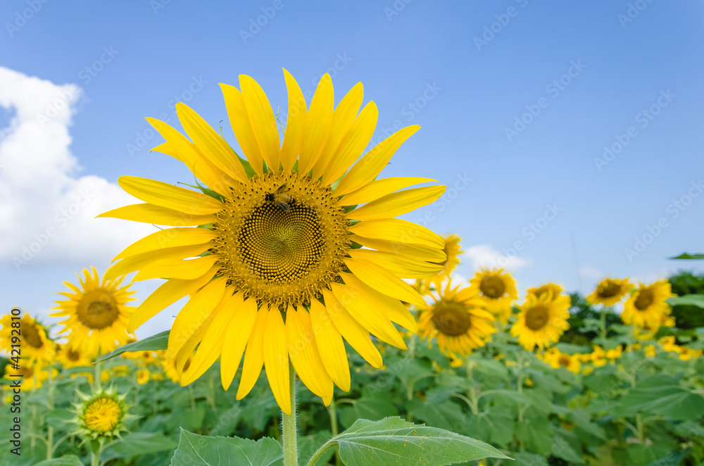 Sunflower Sunflower