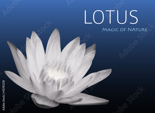 Waterlily Background Vector Design