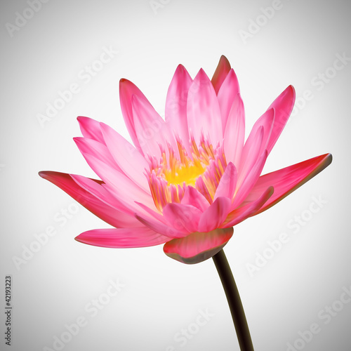 Fototapeta Naklejka Na Ścianę i Meble -  Beautiful Flower Bloom. Water Lily Background