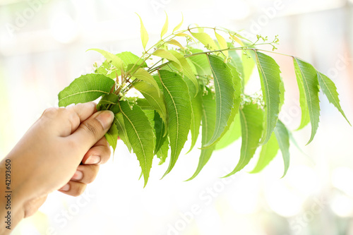 Neem leaves photo