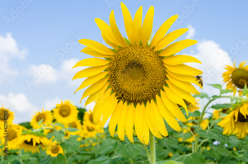 Sunflower