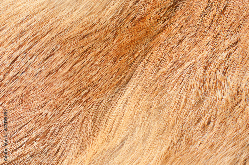 fur fur