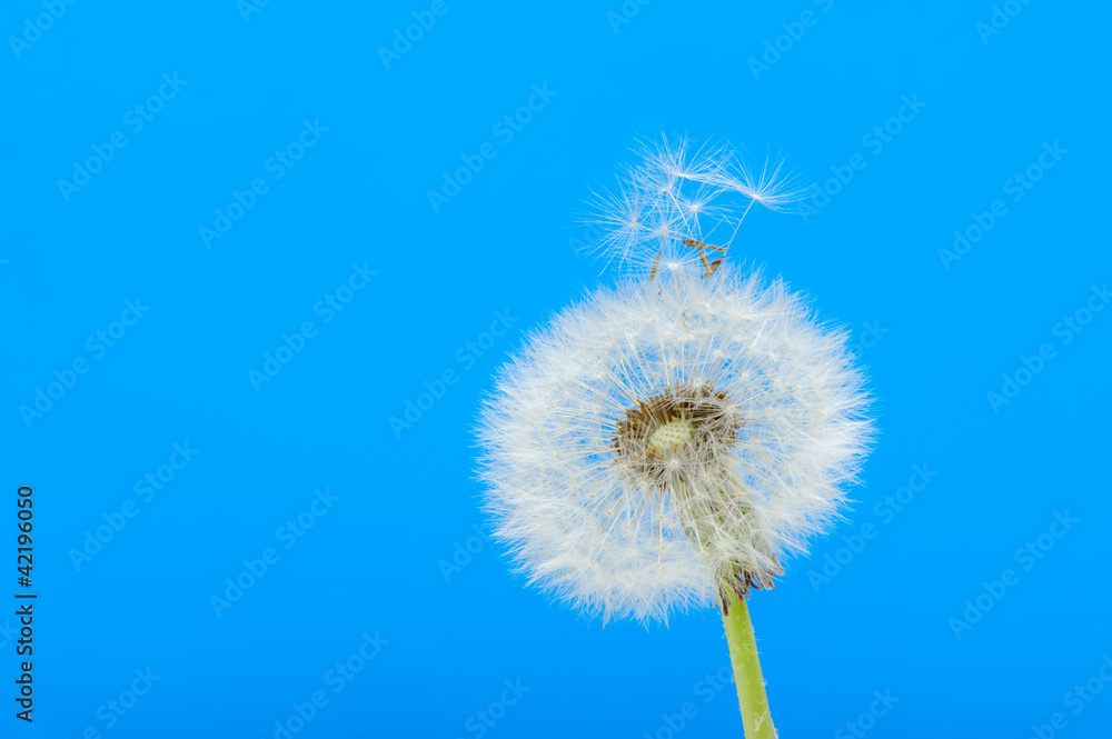 Dandelion on a blue background