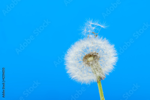 Dandelion on a blue background