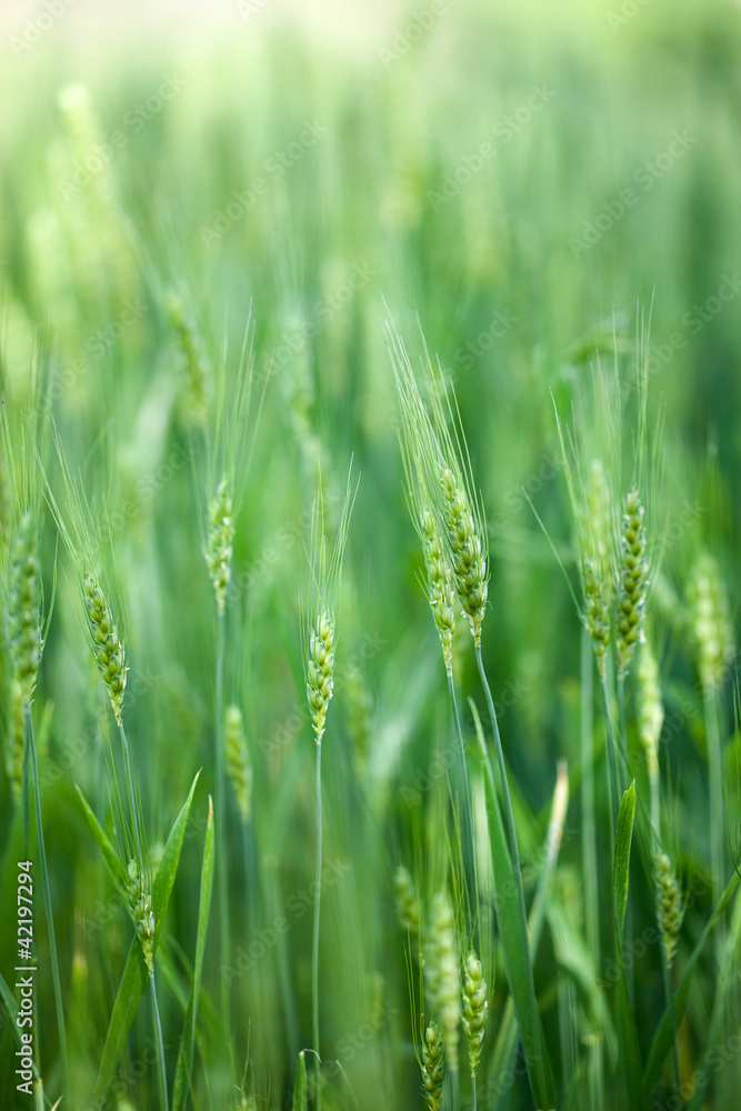 wheat plant wheat plant