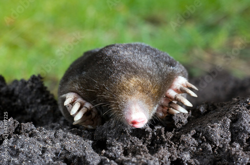 Mole in sand