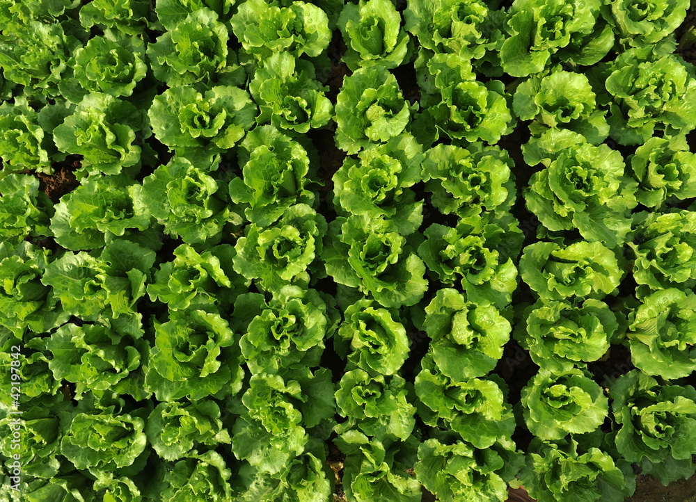 lettuce plant in field lettuce plant in field