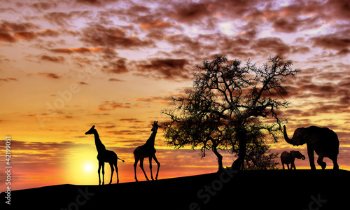 African sunset #42199051