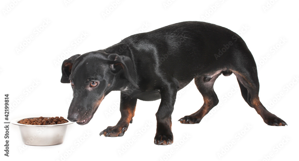 Fototapeta premium black little dachshund dog and food isolated on white