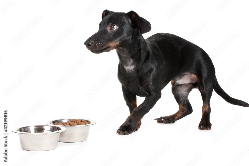 black little dachshund dog and food isolated on white black little dachshund dog and food isolated on white