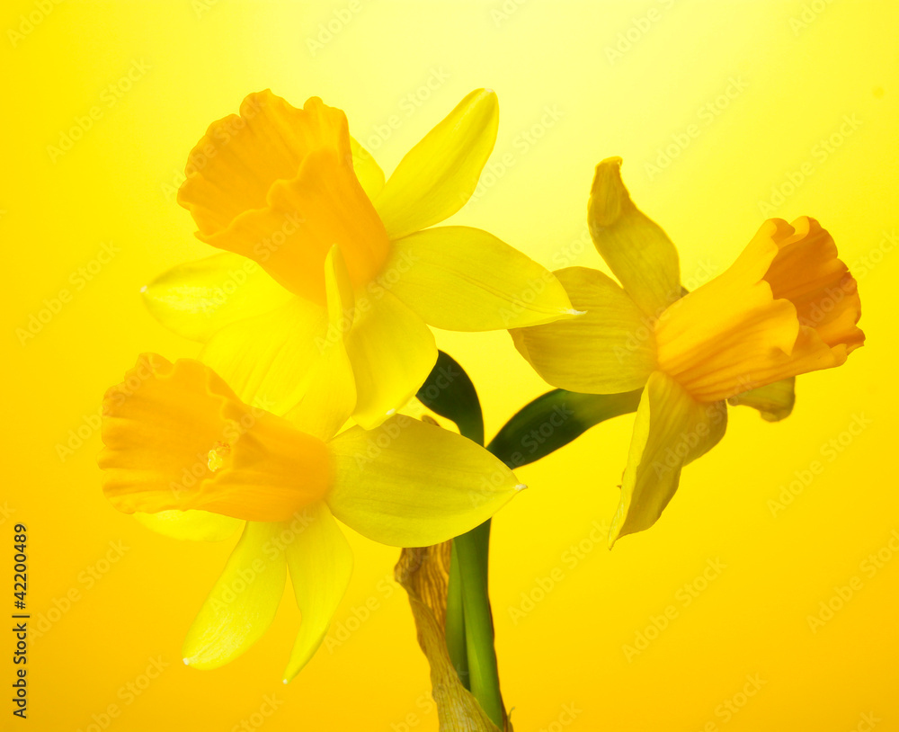 beautiful yellow daffodils on yellow background beautiful yellow daffodils on yellow background