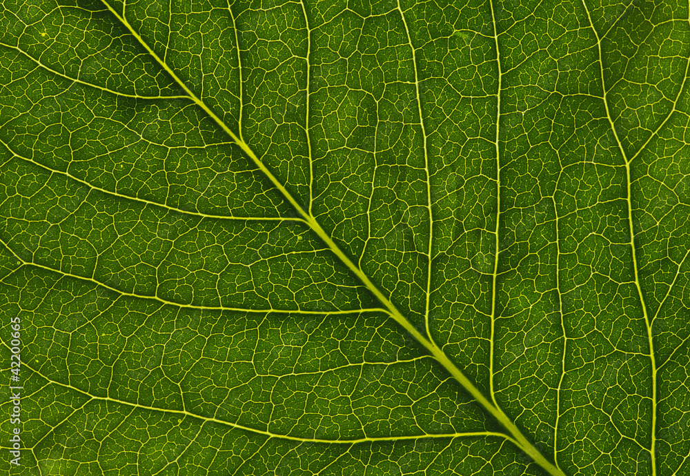 leaf