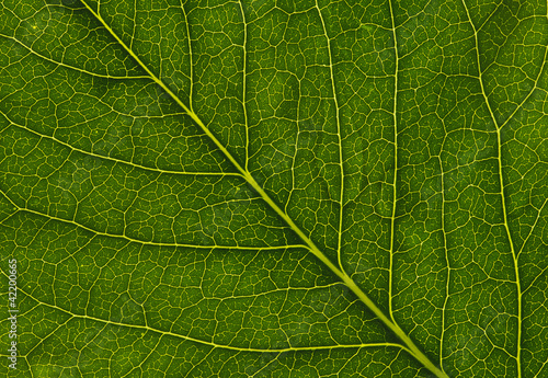 Obraz na płótnie leaf w salonie