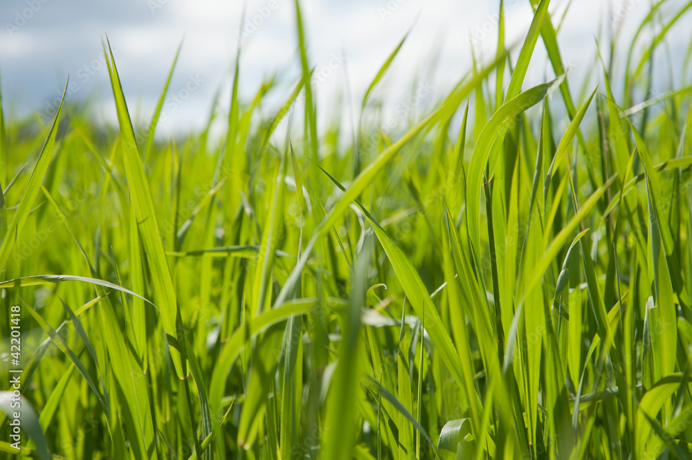 Fototapeta premium Fresh thick grass