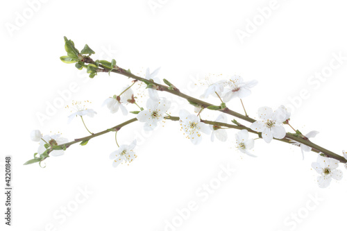 beautiful cherry blossom isolated on white