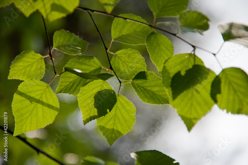 Branches of a tree with leaves