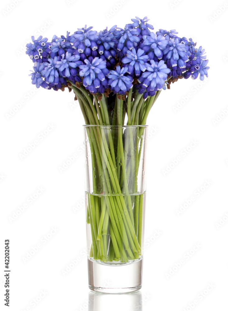 Fototapeta premium Muscari - hyacinth in glass isolated on white