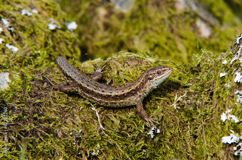 Common Lizard (Viviparous lizard)