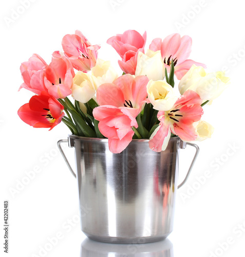 beautiful pink tulips in bucket isolated on white.