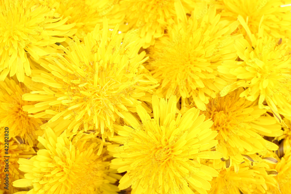 Dandelion flowers close-up Dandelion flowers close-up