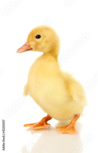 Duckling isolated on white