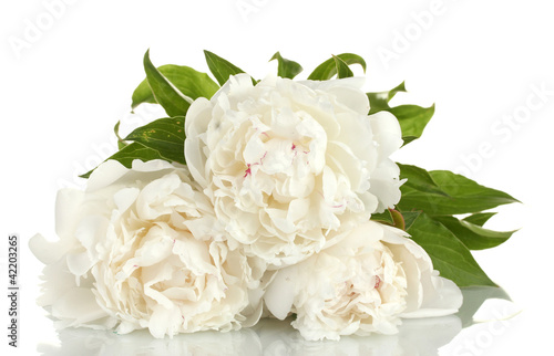 beautiful peonies isolated on white