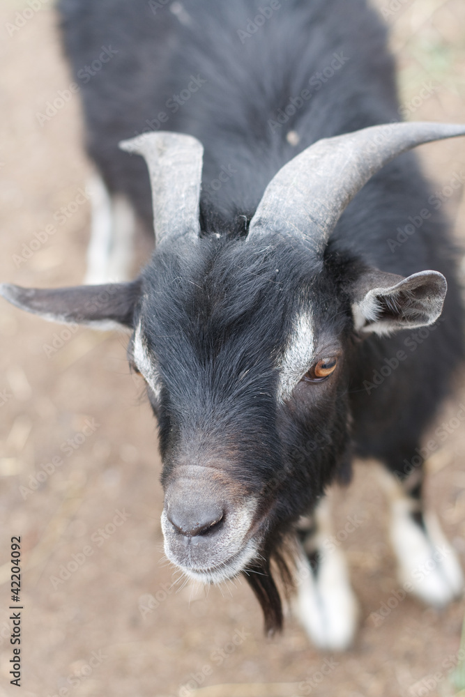 Fototapeta premium A black goat close up