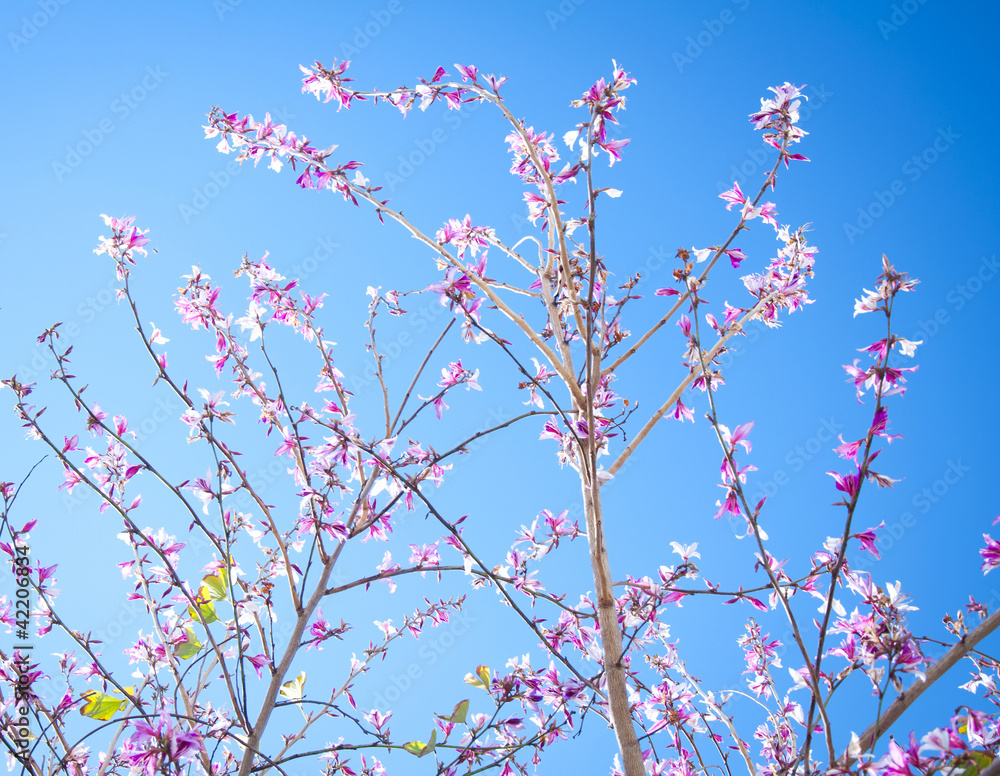 Pink Blossom Pink Blossom