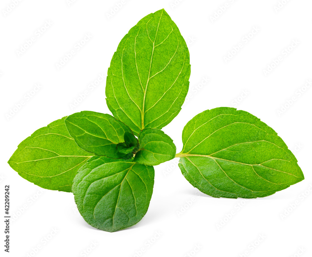Fresh green mint isolated on white Fresh green mint isolated on white