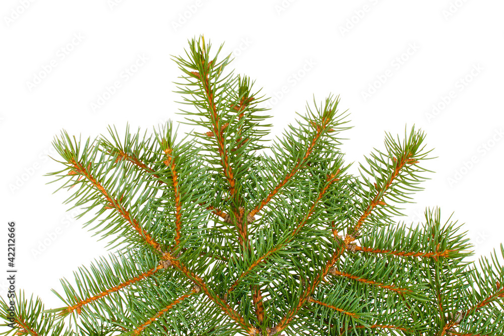 Green Christmas tree isolated on white