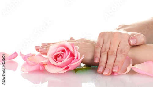 Pink rose with hands on white background