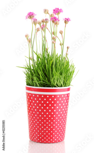 Pink flowers in pot isolated on white