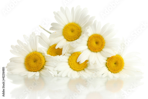 beautiful daisies flowers isolated on white © Africa Studio