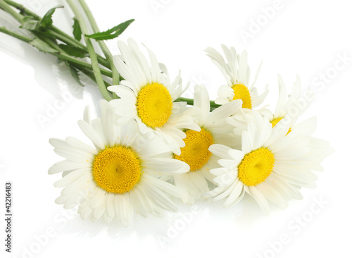 beautiful daisies flowers isolated on white