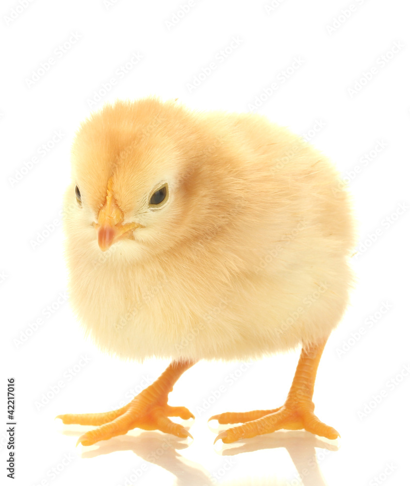 beautiful little chicken isolated on the white beautiful little chicken isolated on the white