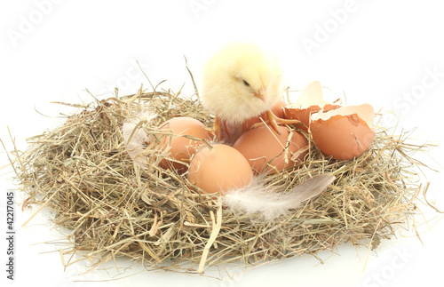 chicken and eggs in nest isolated on white
