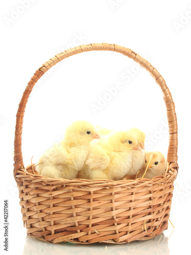 chicken and eggs in basket isolated on white