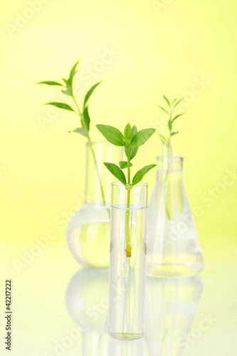 Test-tubes with plant isolated on white 
