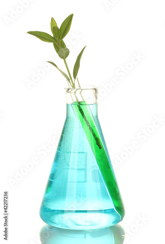 Test-tubes with plant on blue background 