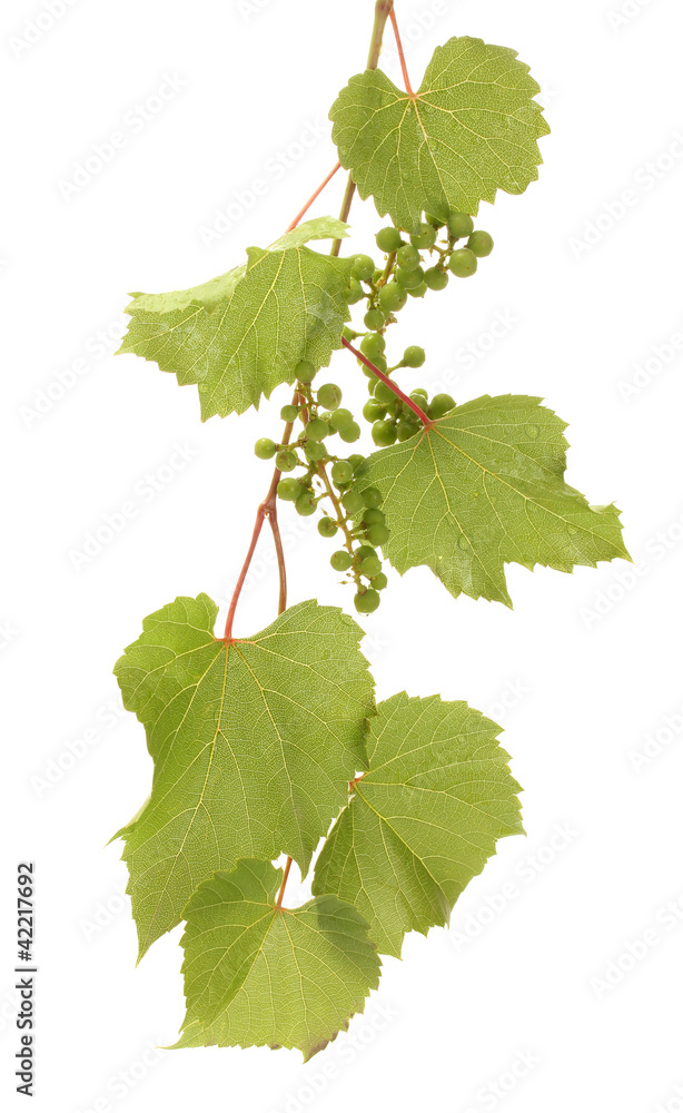 Fototapeta premium wild green grapes with leaves isolated on white