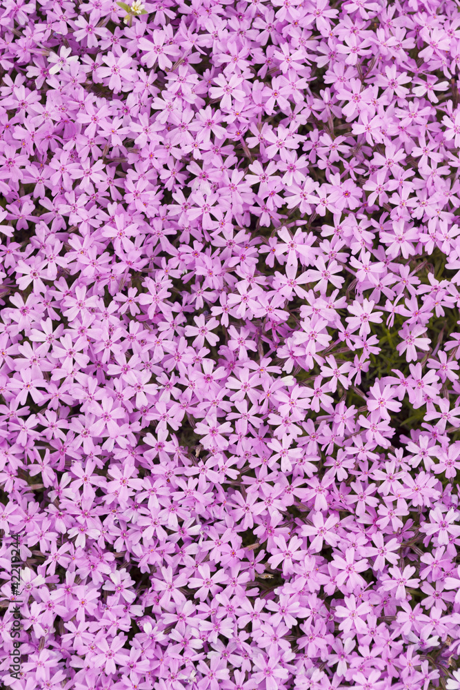 シバザクラの花 シバザクラの花