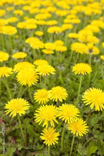 タンポポの花