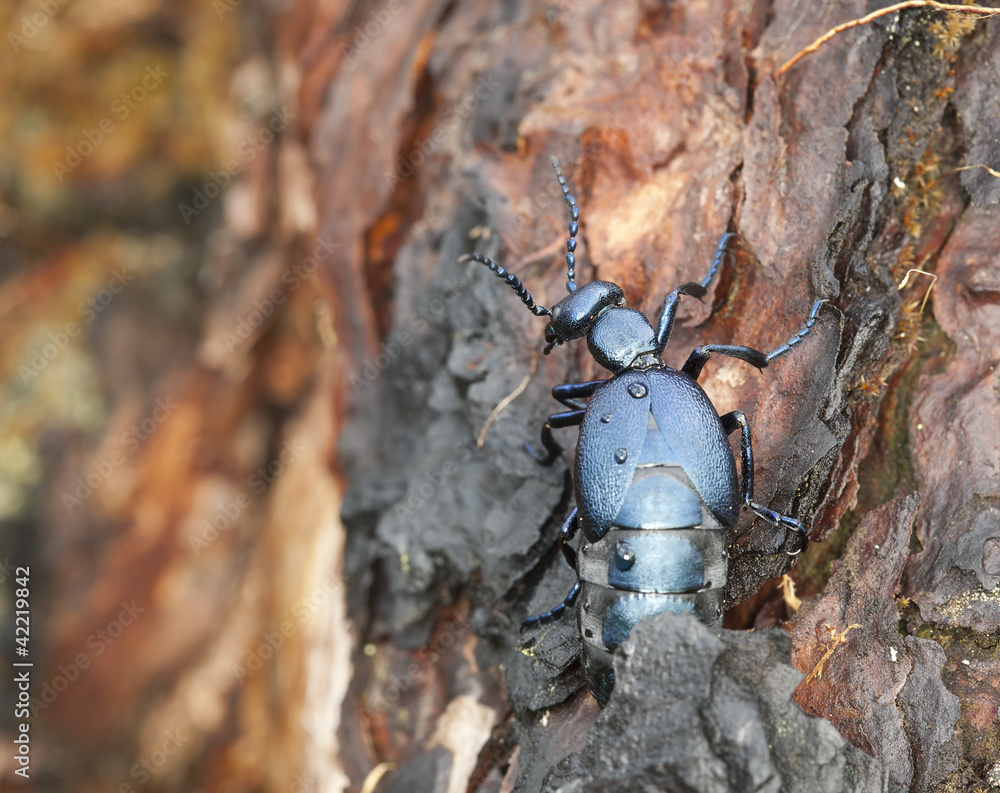 Oil beetle, Meloe violaceus on bark, macro photo Oil beetle, Meloe violaceus on bark, macro photo
