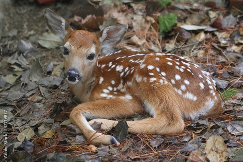 White-tailed Deer Fawn