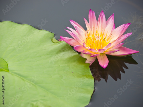 Floating pink water lily