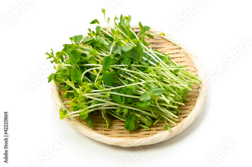 豆苗